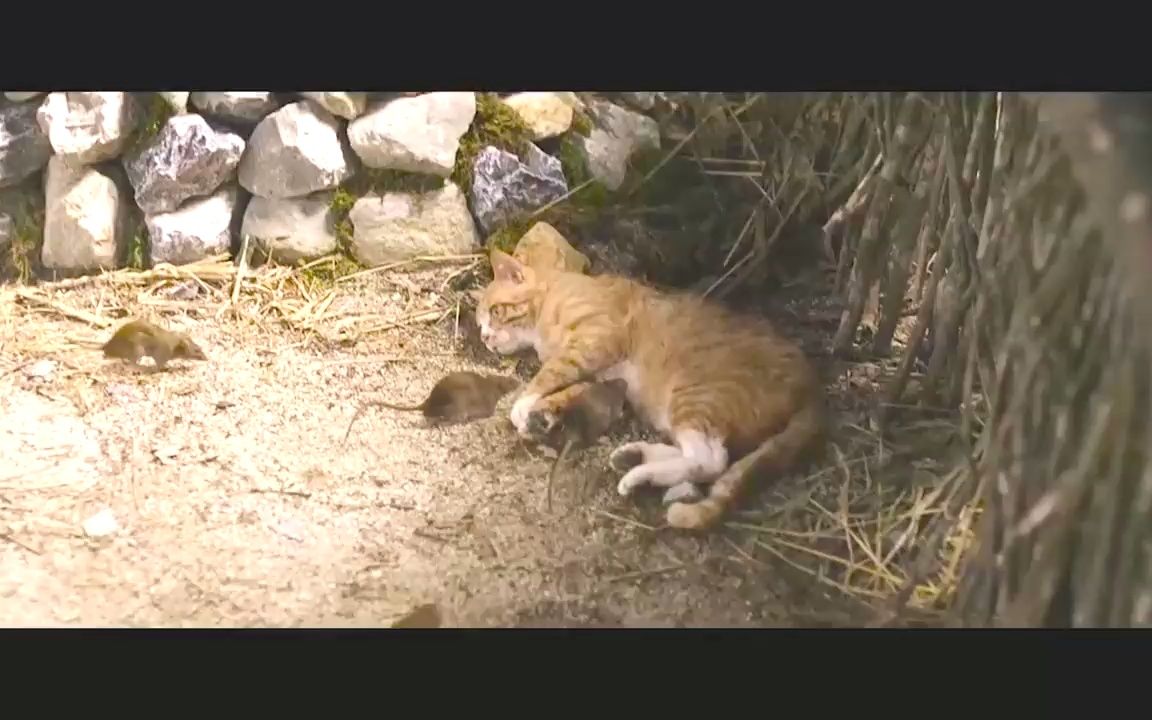 人误入诡异小山村,这里的老鼠竟以猫为食,韩国悬疑惊悚电影哔哩哔哩bilibili