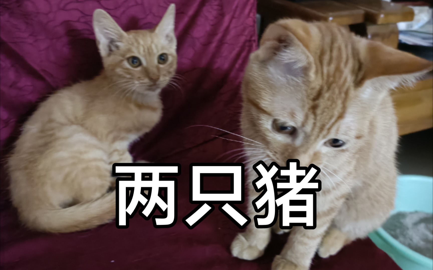 玩手机的时候猪怎么办_哔哩哔哩_bilibili