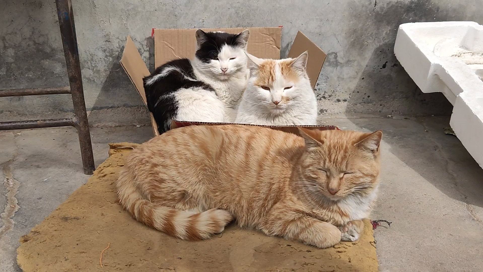 午后的三只猫,悠闲地晒着太阳!