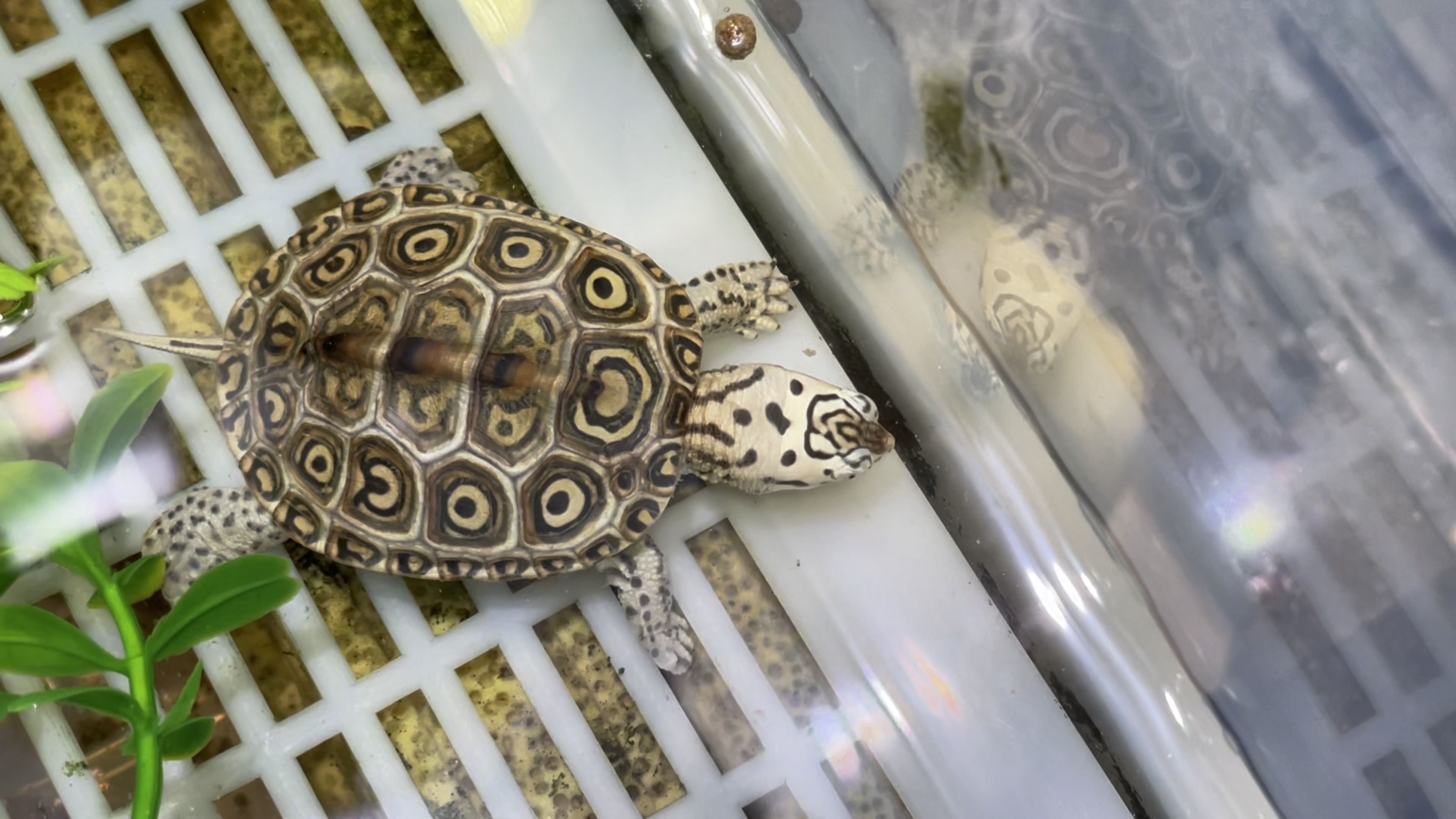 疯狂生长的钻纹苗,跟吃不饱一样.