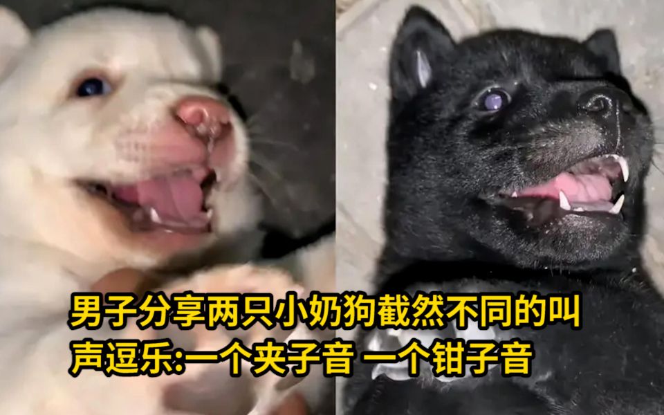 男子分享两只小奶狗截然不同的叫声逗乐网友:一个"夹子音"一个"钳子音