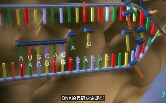 转录过程视频(从DNA到蛋白质)哔哩哔哩bilibili