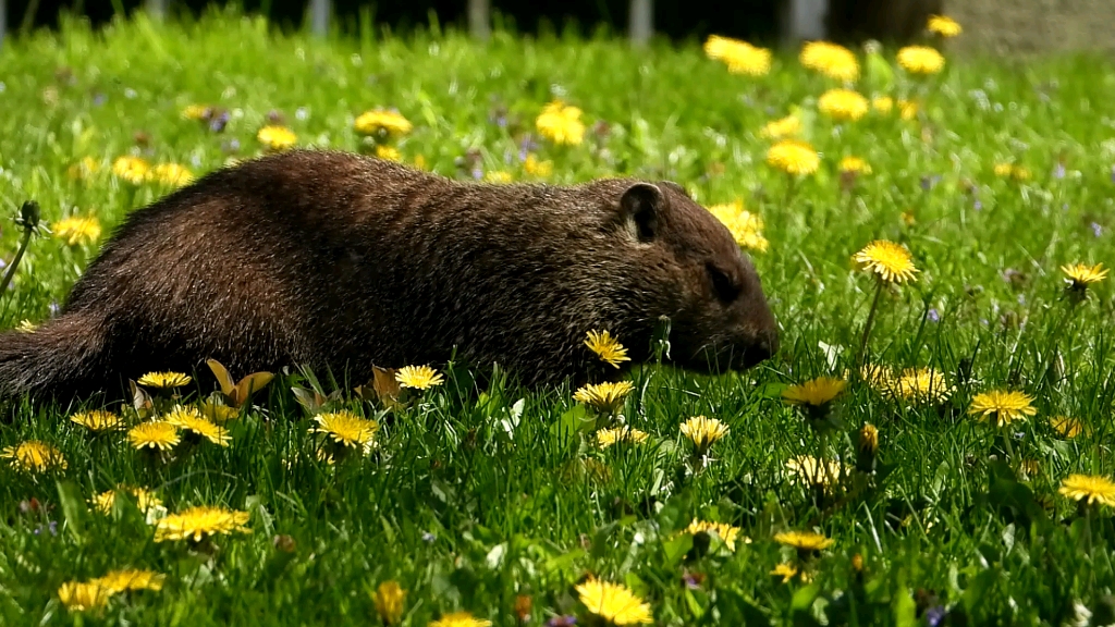 吃花的土拨鼠