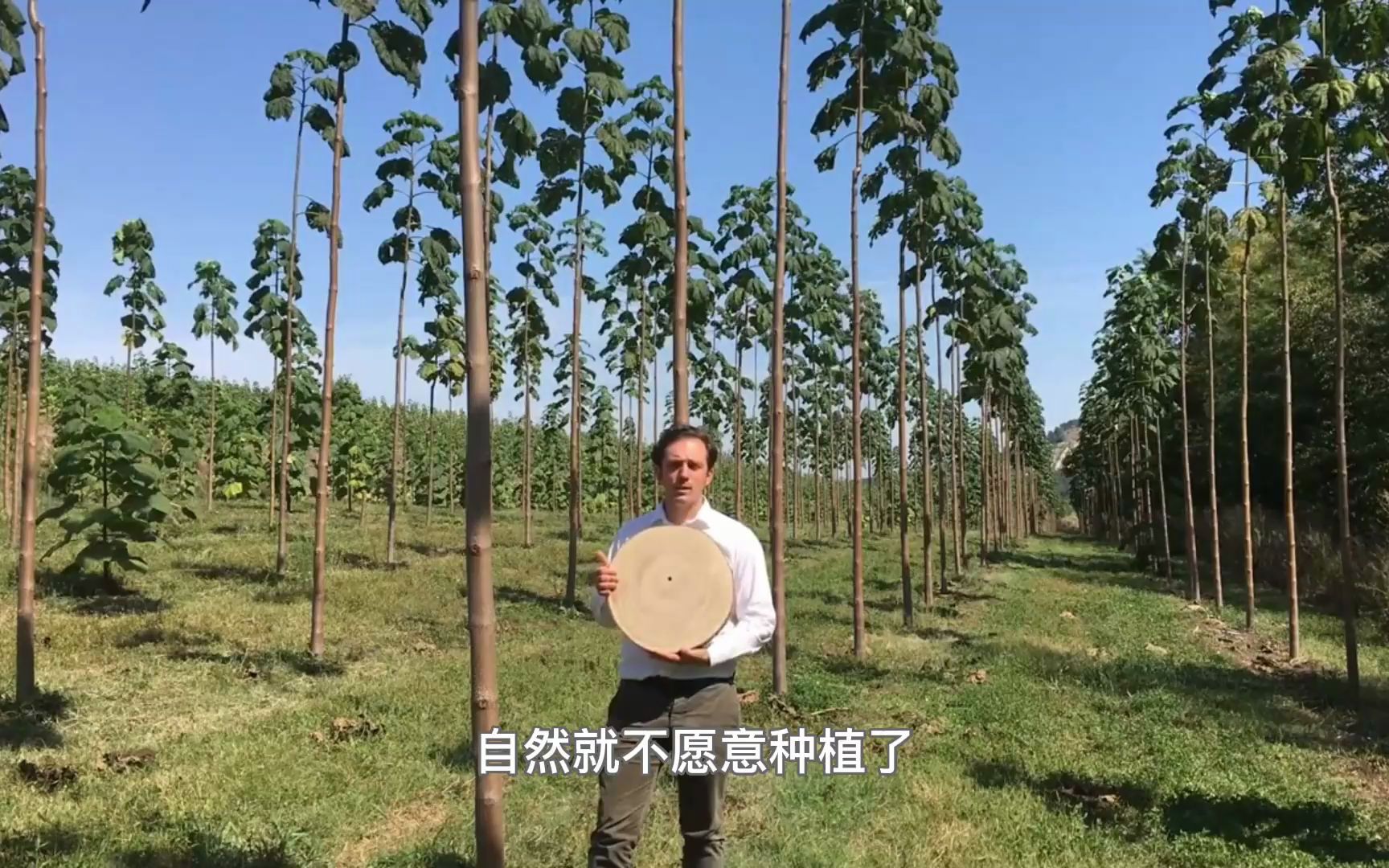 80年代大量种植的泡桐,生长快容易成材,为啥现在没人愿意种了?哔哩哔哩bilibili