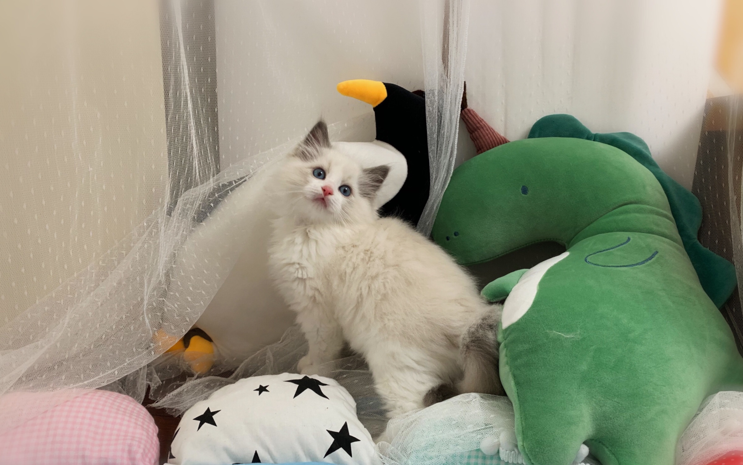 蓝双色布偶猫大头~是我家娜娜的孩子,性格非常温柔,很粘人,这么可爱