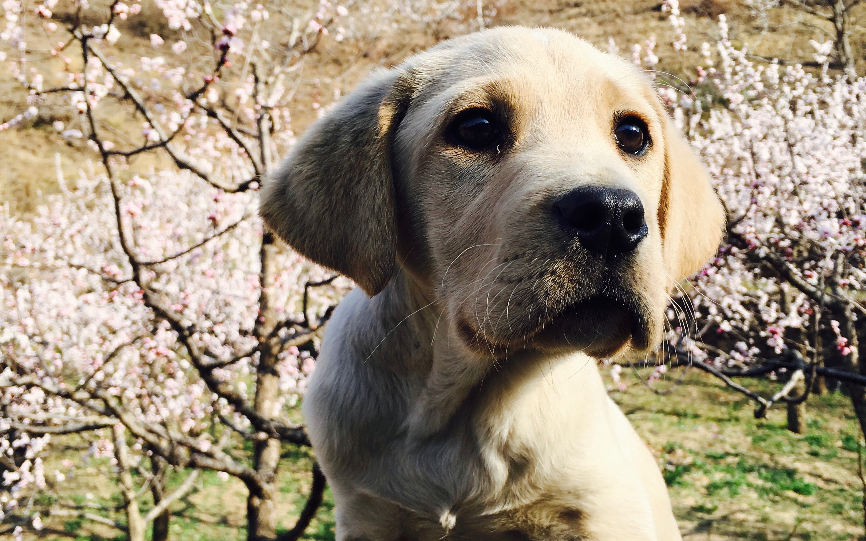 拉布拉多犬腊八