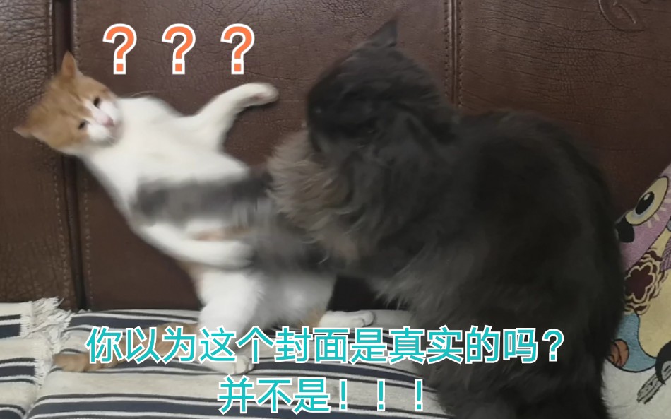 【智障缅因猫大森林】笨墩布...在自己地盘上让人欺负了 最后勉强找回了面子... 封面是为了他的面子着想哔哩哔哩bilibili