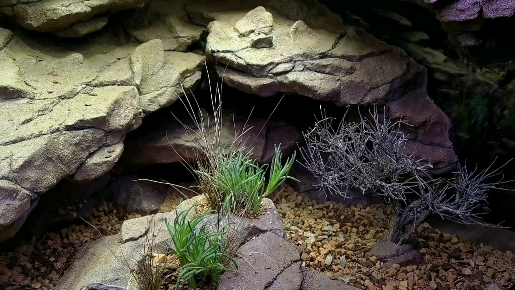 沙漠缸动物环境