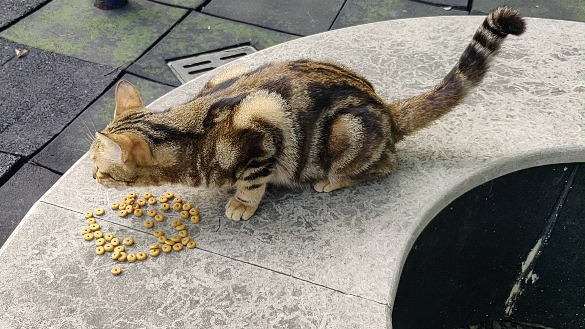 蟒纹【狸花猫】-吭哧吭哧真香_哔哩哔哩_bilibili