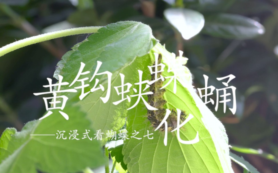 沉浸式观看魔都蝴蝶的成仙之道7—黄钩蛱蝶化蛹