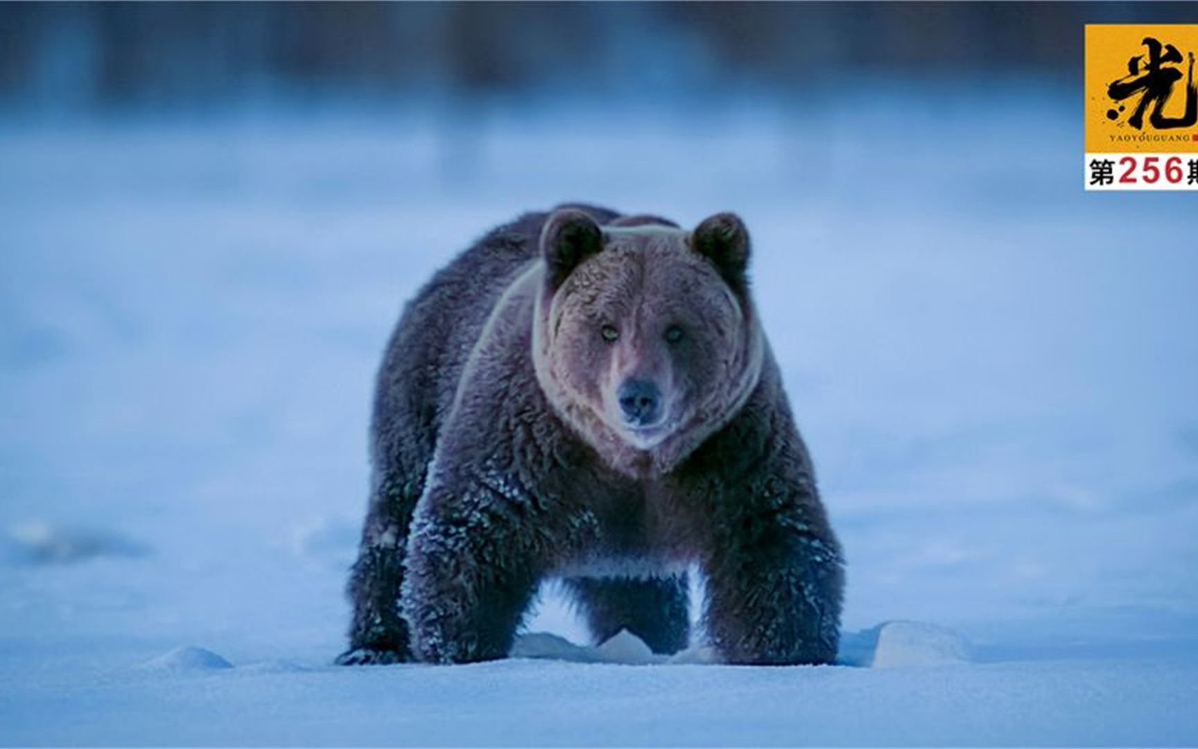 夜幕下的动物世界,棕熊与狼群争夺食物,北极兔的连环腿简直无敌