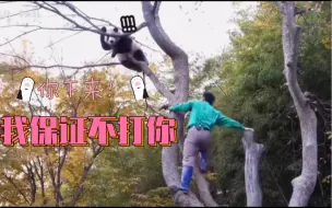 Descargar video: 无敌破坏王福宝的一天 爷爷跟在后面种树累得气喘吁吁…