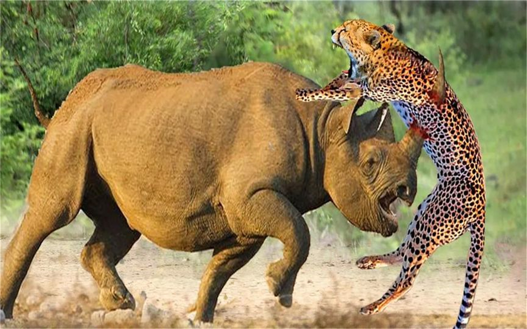 猎豹,老虎被犀牛疯狂袭击时惊慌失措,野生动物袭击!