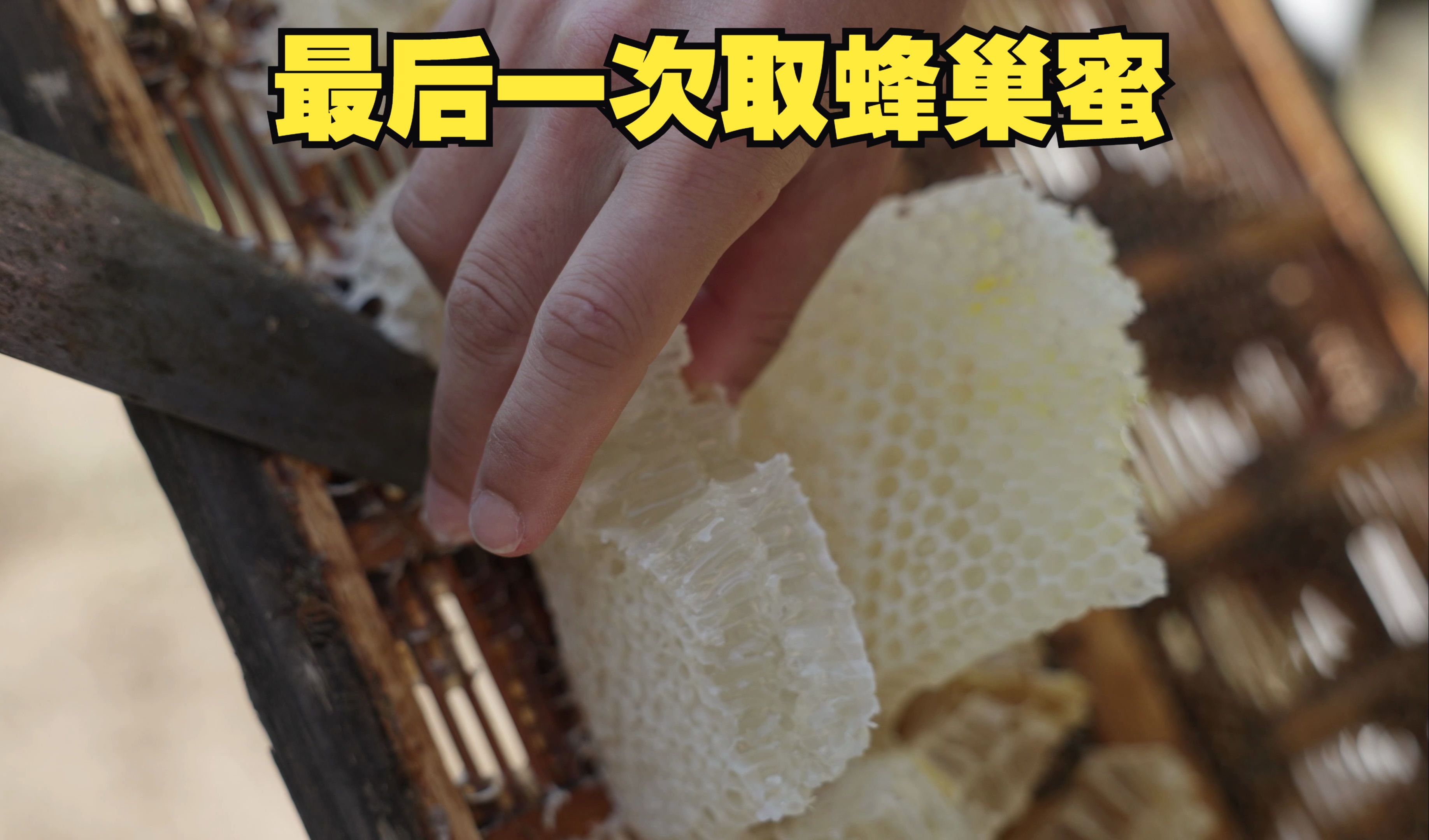 最后一次取蜂巢蜜,错过再等一年!