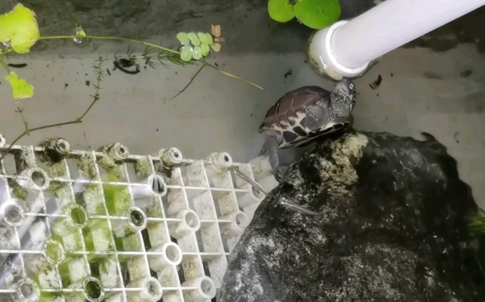 沼泽过滤养草龟