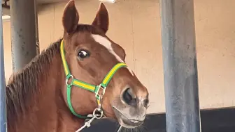 颜艺铃鹿