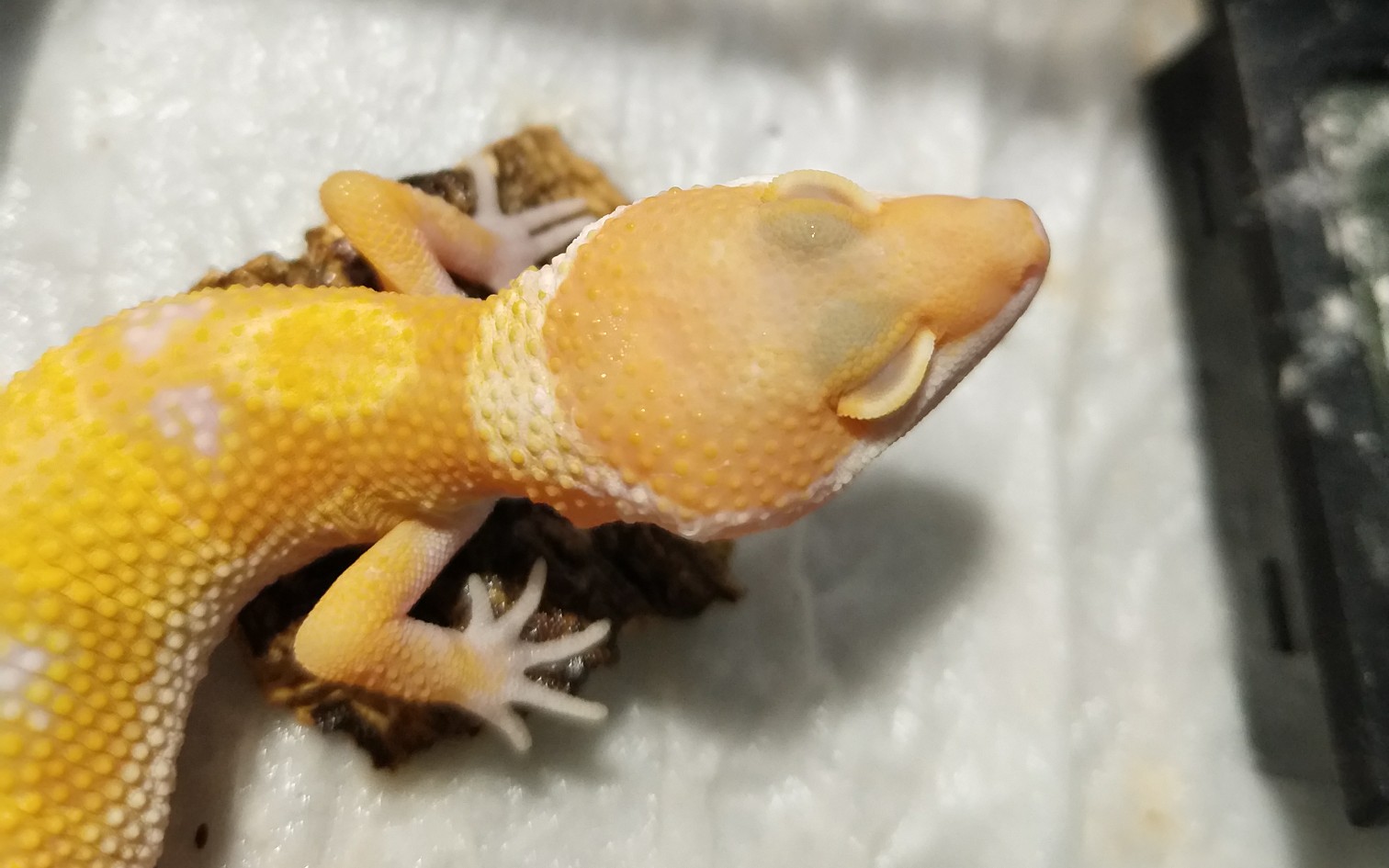 活动作品豹纹守宫性感阳光在线吔面