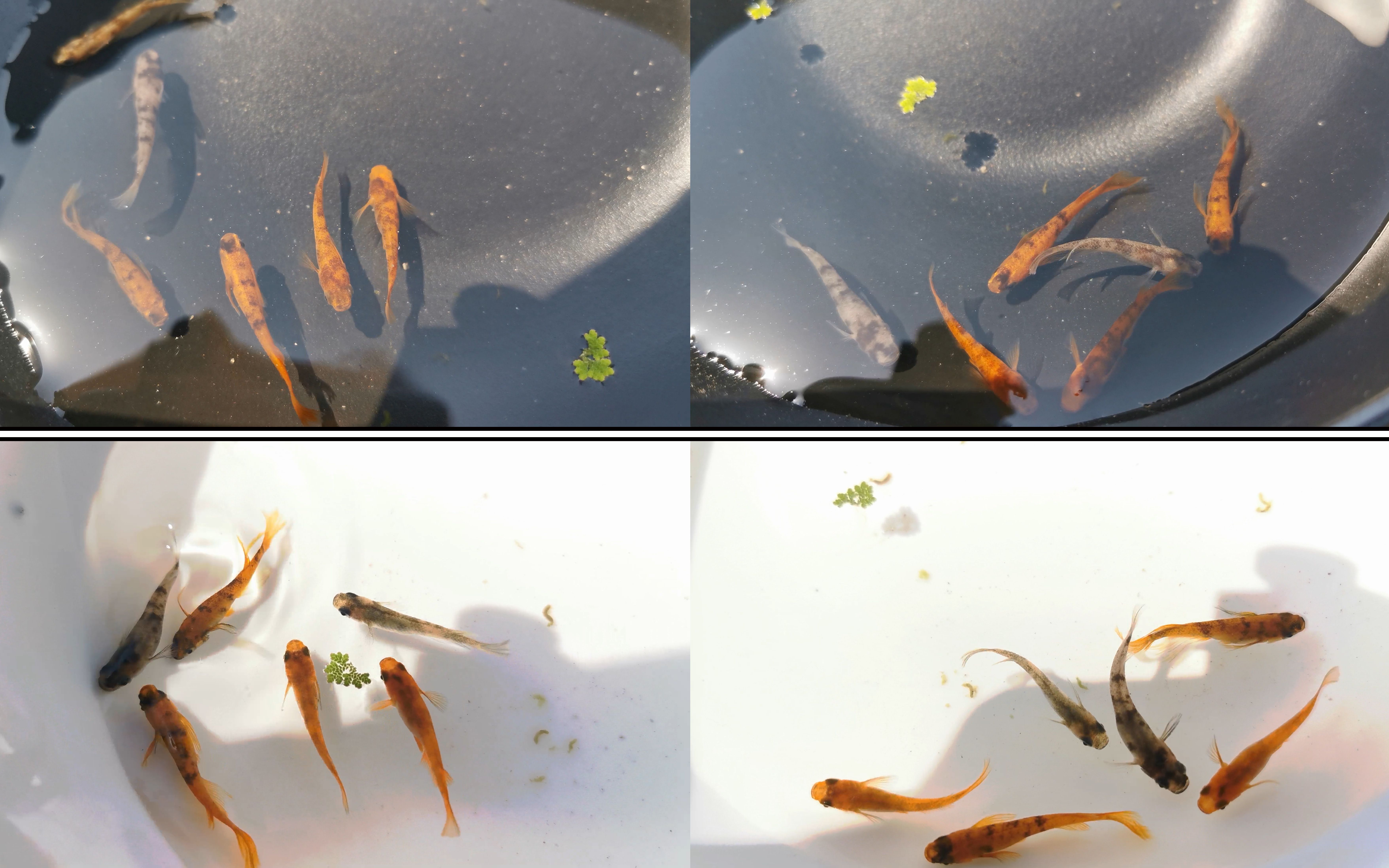 活动  #观背青鳉#探索不褪色品种新的可能性02-很长很无聊的不褪色