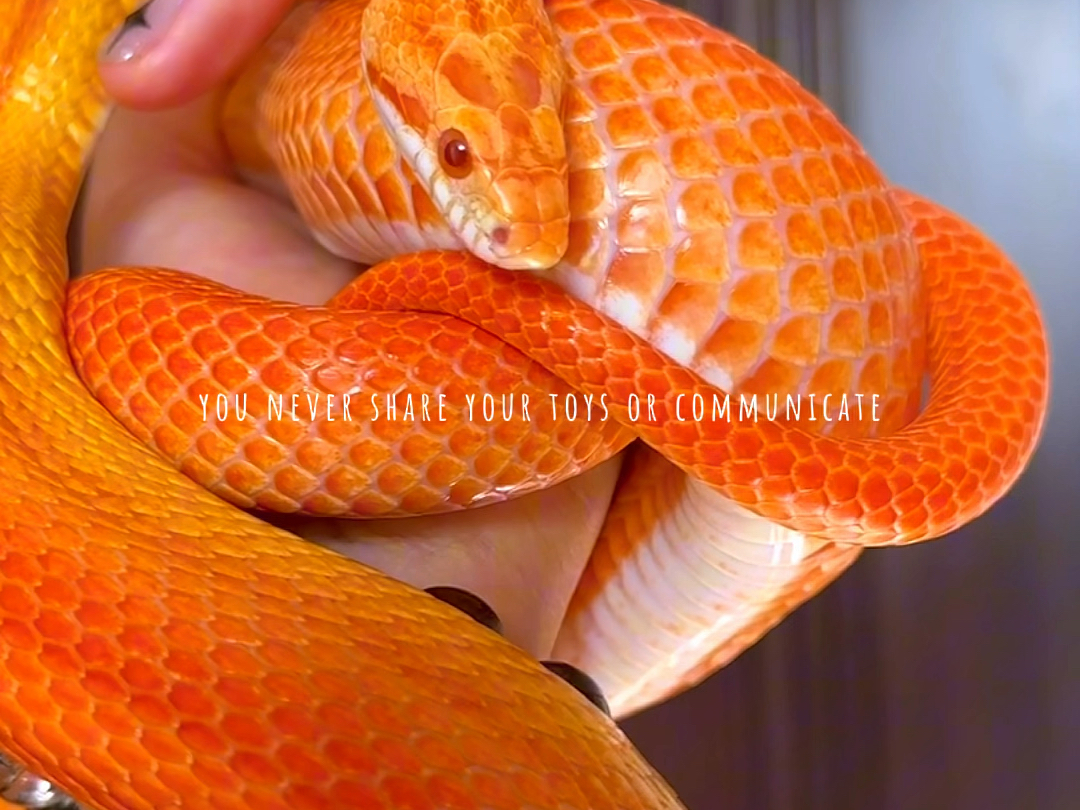 红直玉米蛇可太好看了～^_^三岁宝橙橙