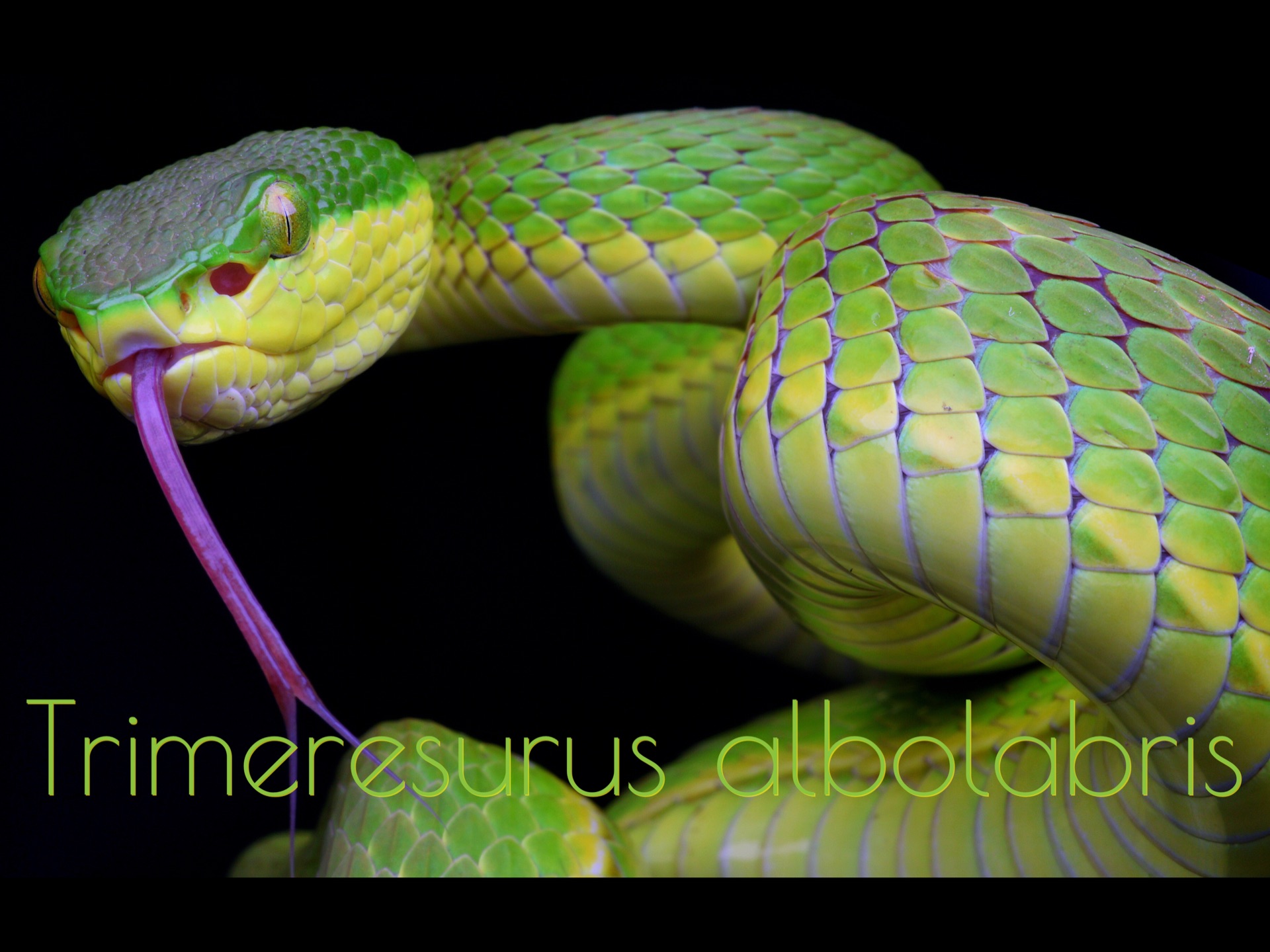 摄影|白唇竹叶青「Trimeresurus albolabris」哔哩哔哩bilibili