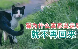 猫为什么离家出走后就不再回来