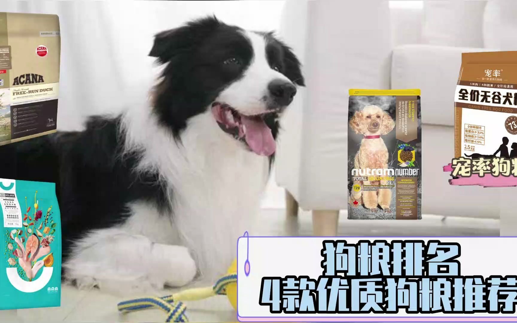 狗粮排名4款优质狗粮推荐哔哩哔哩bilibili