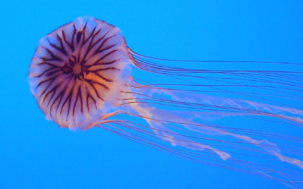 【水母日常】超大型!黑星海刺水母_哔哩哔哩_bilibili