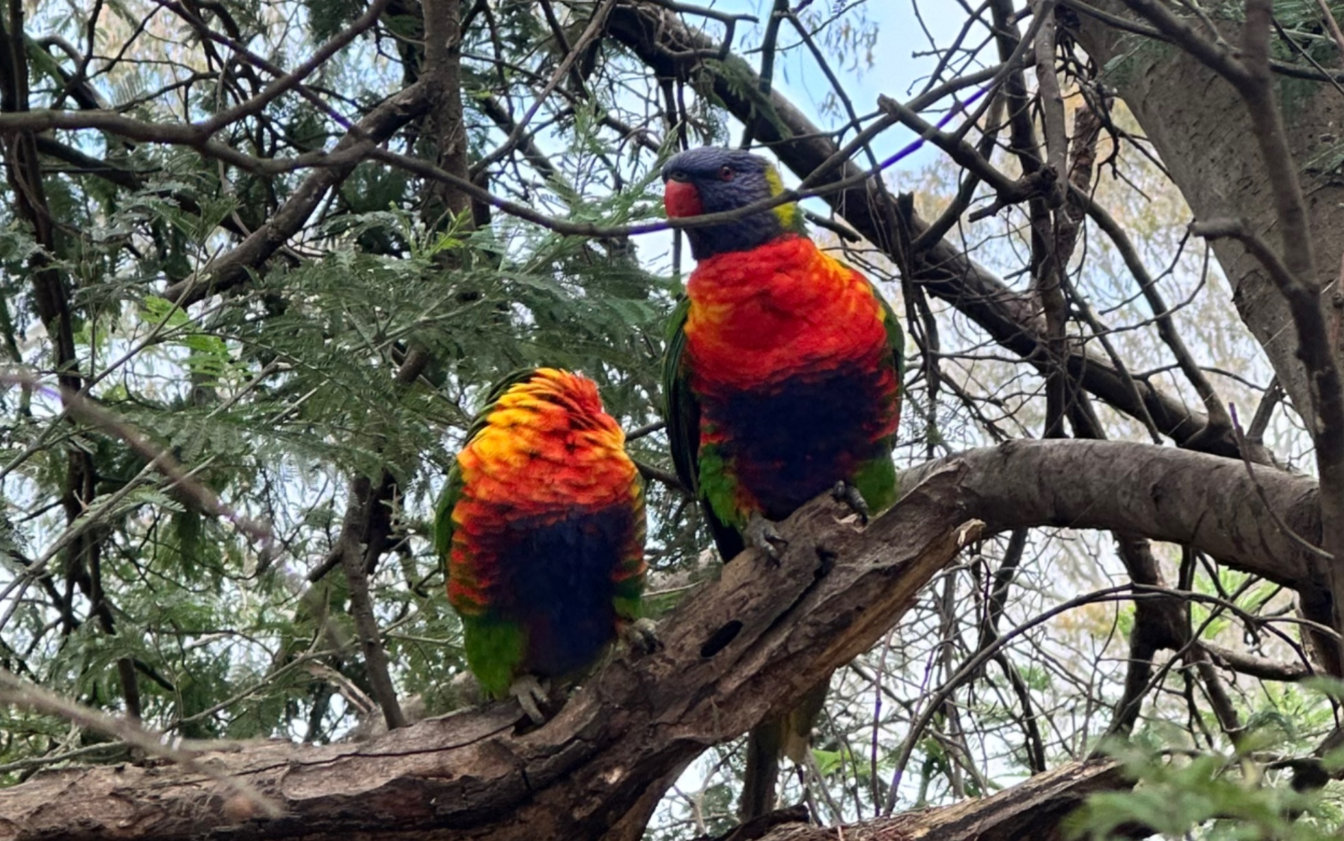 秀恩爱的澳洲彩虹鹦鹉