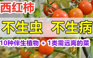 Video herunterladen: 西红柿的10种伴生植物 (减少虫害病害) 和1大类一定不能种在番茄旁边的蔬菜(降低产量)