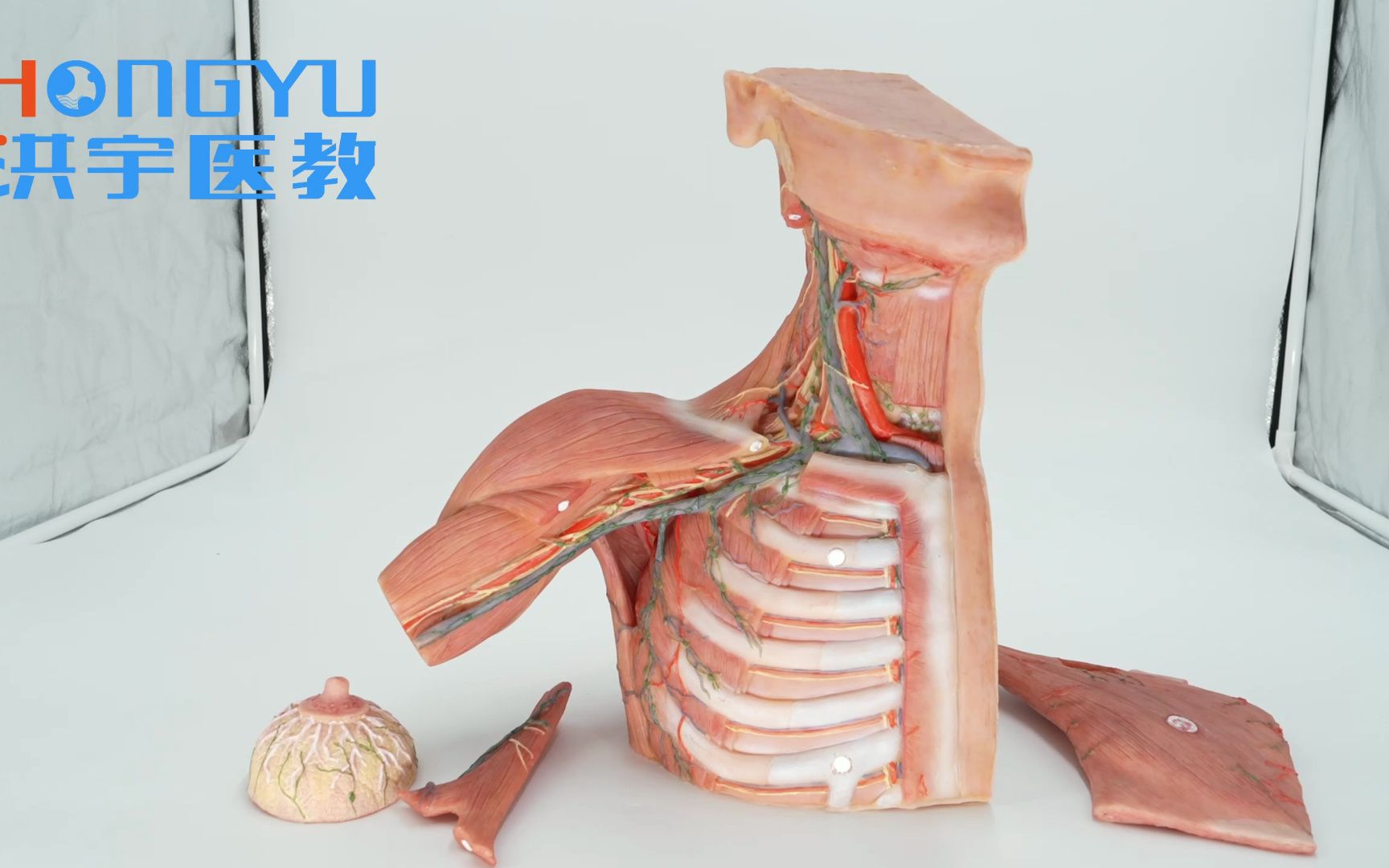 乳房,腋,颈淋巴流向标本仿真模型,仿真标本,医学模型