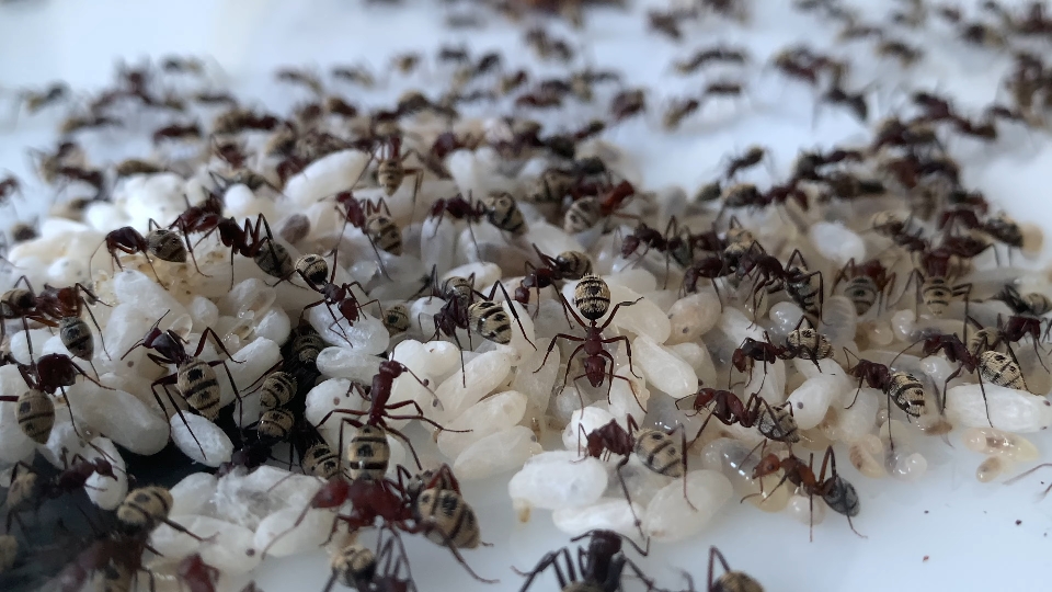 【转载】金沙弓背蚁camponotus detritus 来自非洲南部的纳米比沙漠