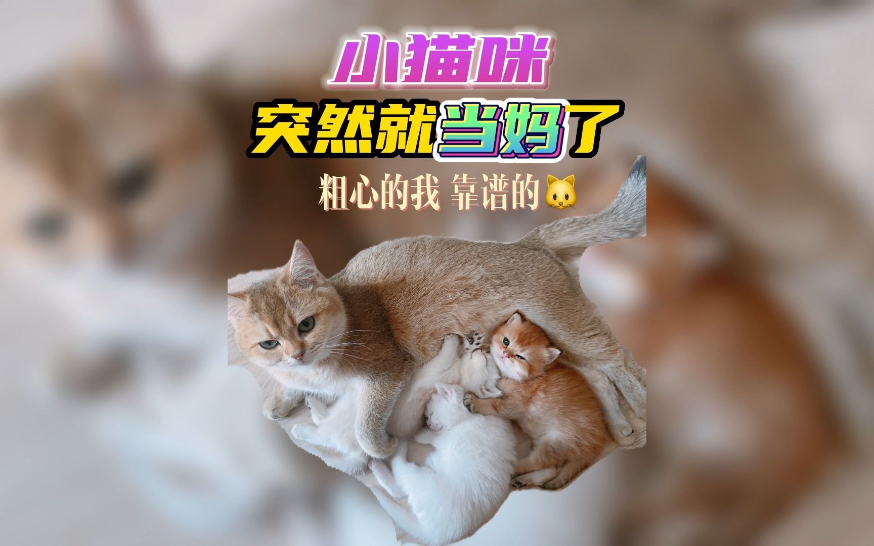 [图]小猫咪突然就当妈了，刻在基因里的母性