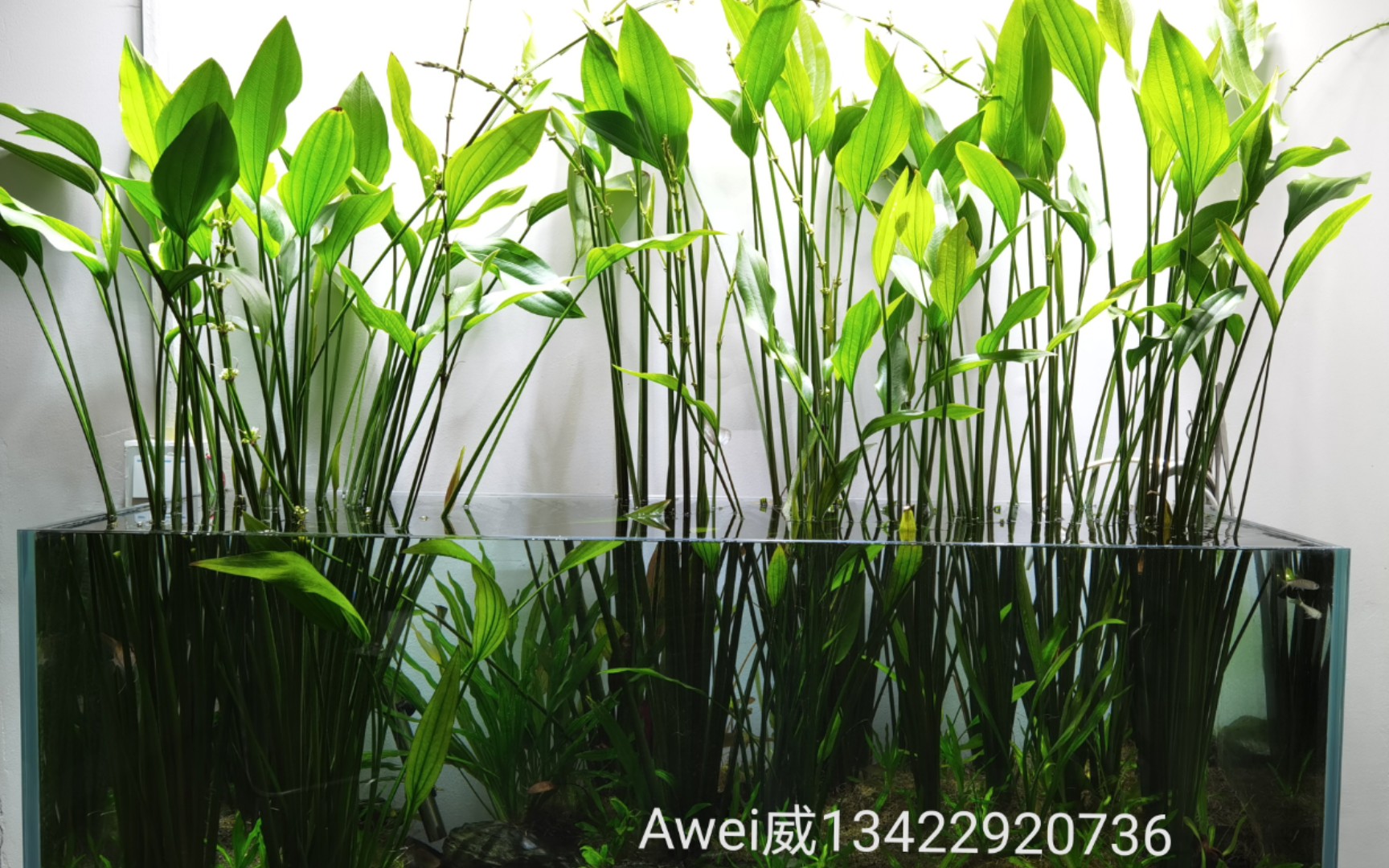 阿根廷皇冠水草/慈姑/茨菇茨菰/办公室/手工改造/悬浮缸/_哔哩哔哩