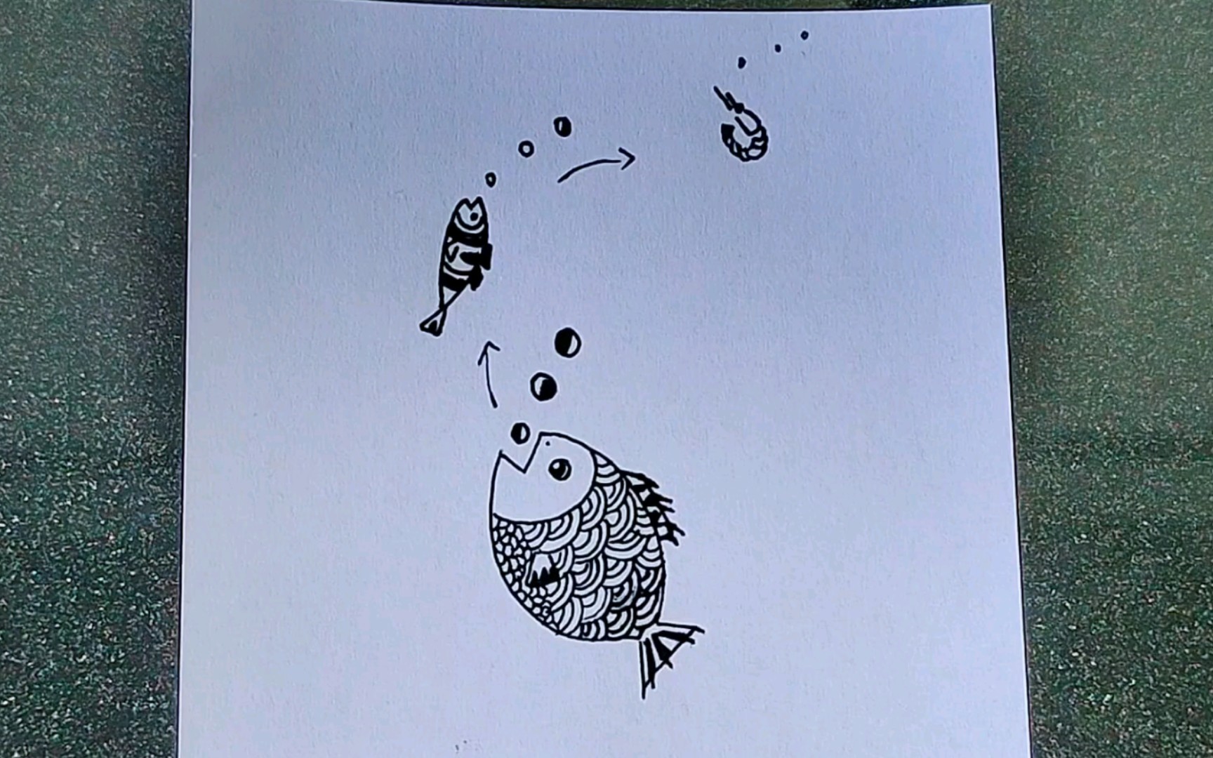画小金鱼吃鱼虫的样子图片