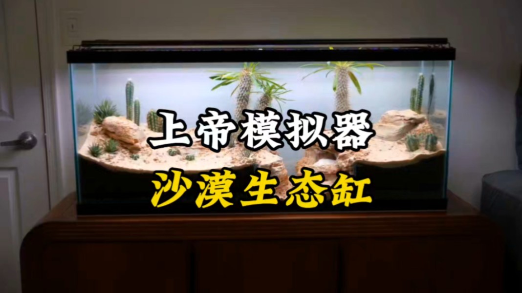 耗时100天,在家打造多物种共存沙漠生态缸