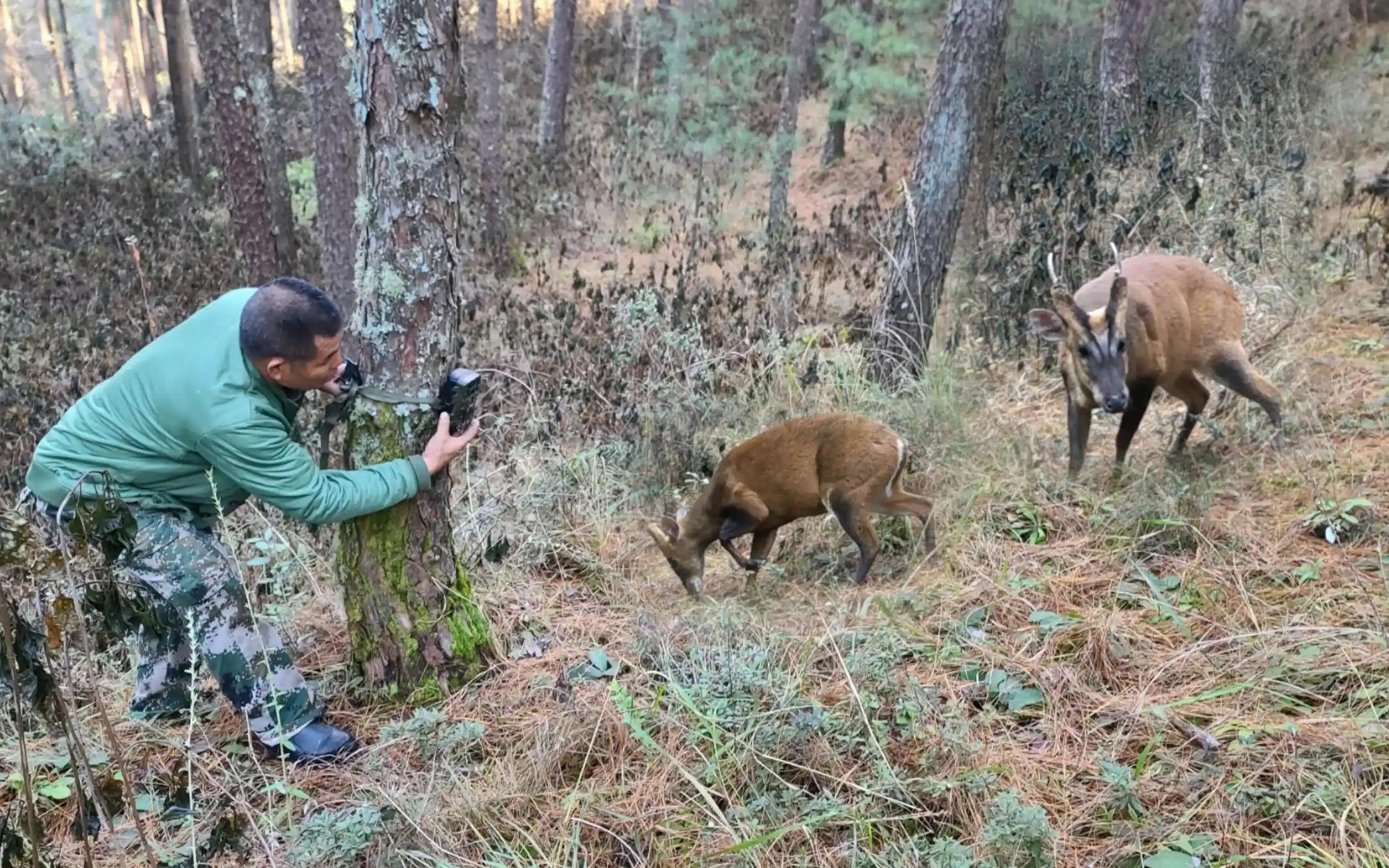十几年没看见过野山羊了,躲在深山里都泛滥了,用相机拍到了它们