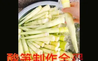 珍品竹笋 搜索结果 哔哩哔哩 Bilibili