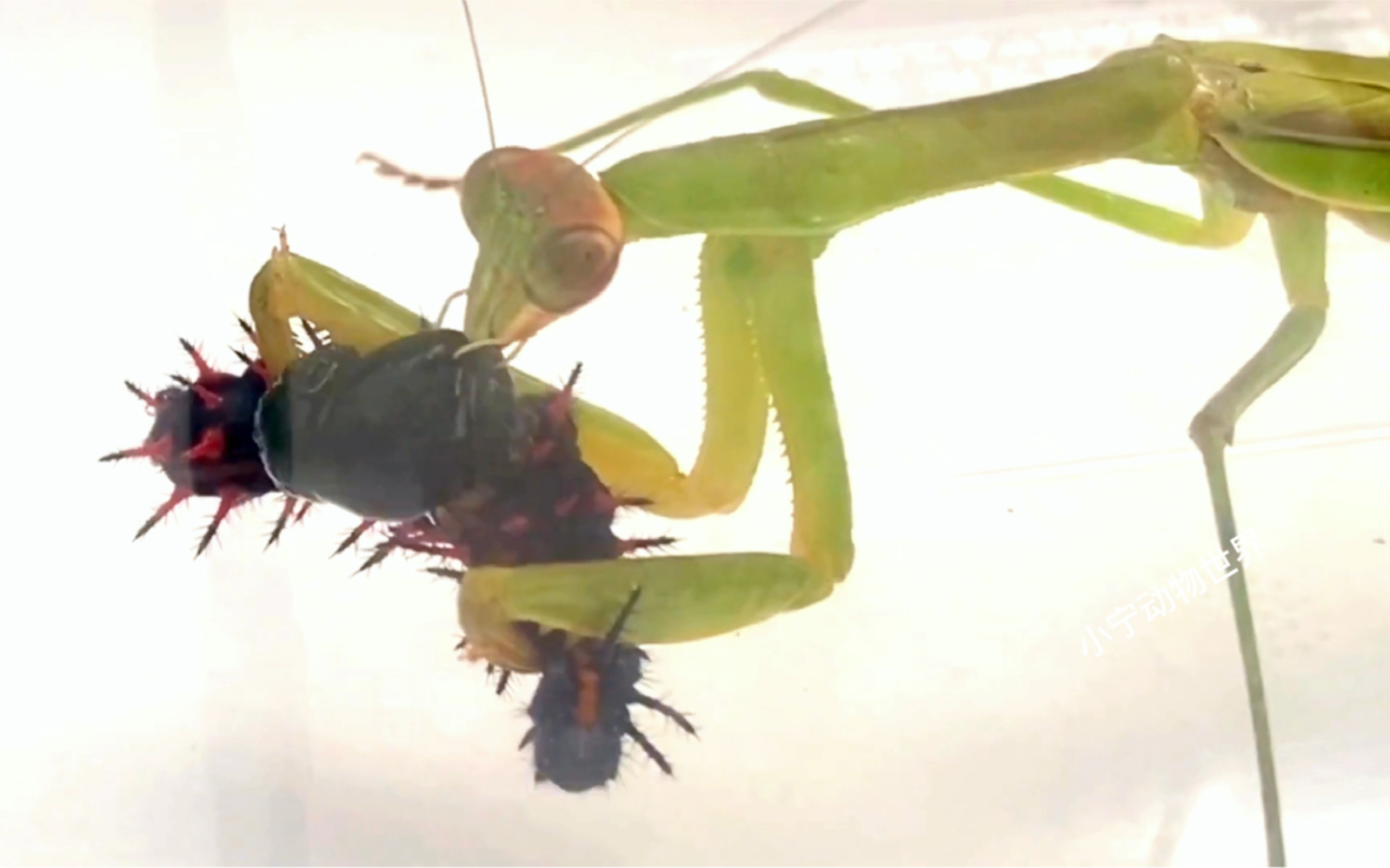 当毛毛虫遇到螳螂,结果被爆浆(不喜勿入)