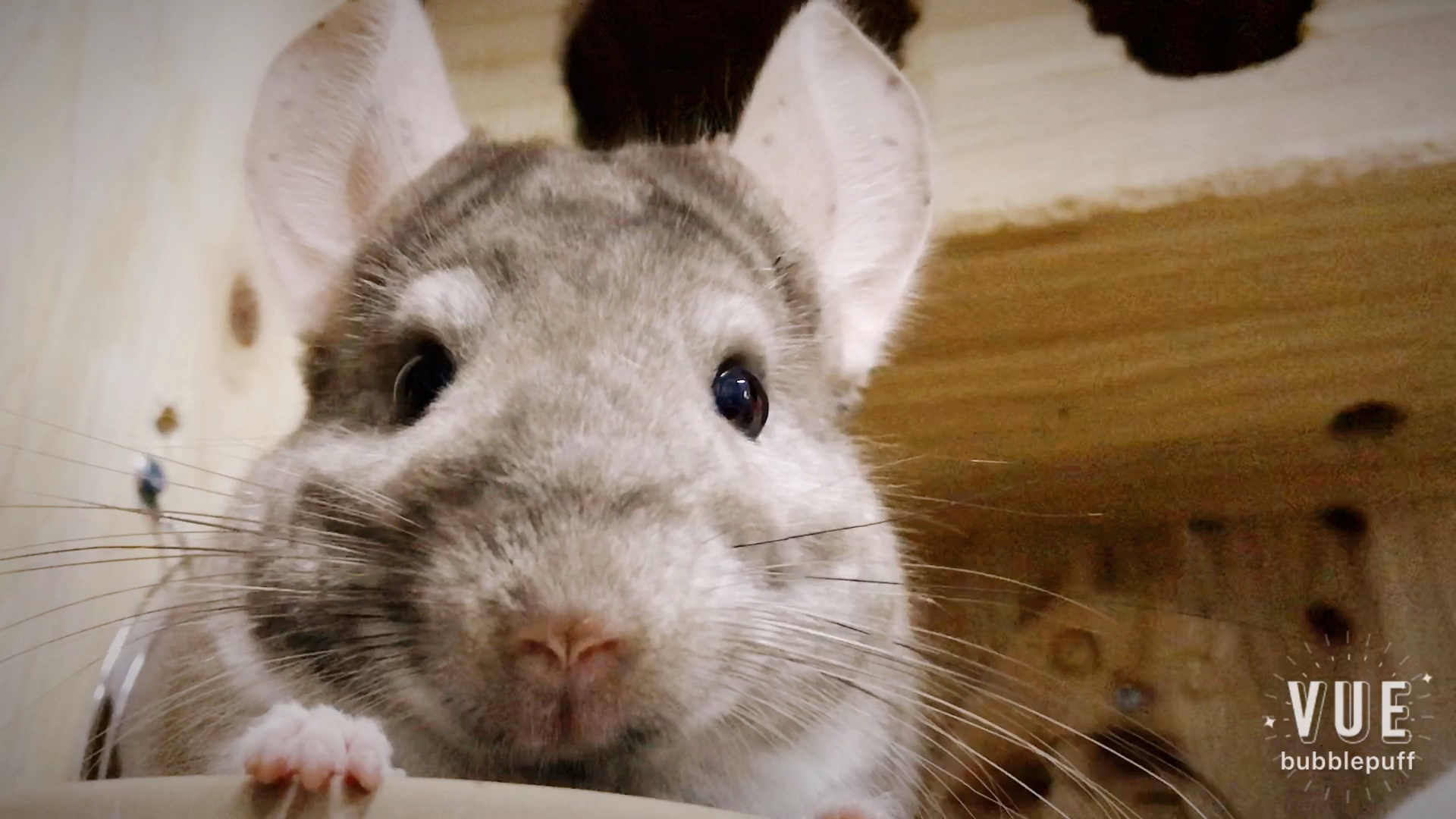 【龙猫】迷糊龙猫在线发呆_哔哩哔哩 (゜-゜)つロ 干杯~-bilibili