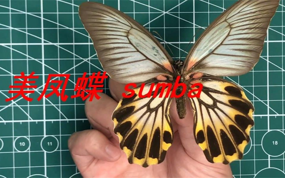 【蝴蝶标本】美凤蝶(Papilio memnon)sumba亚种哔哩哔哩bilibili