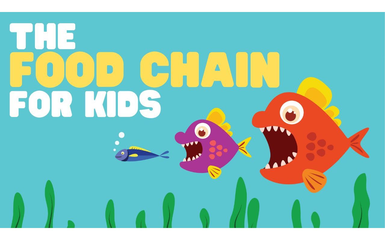 [图]The Food Chain for Kids _ What is a food chain _  Come learn about producers, co