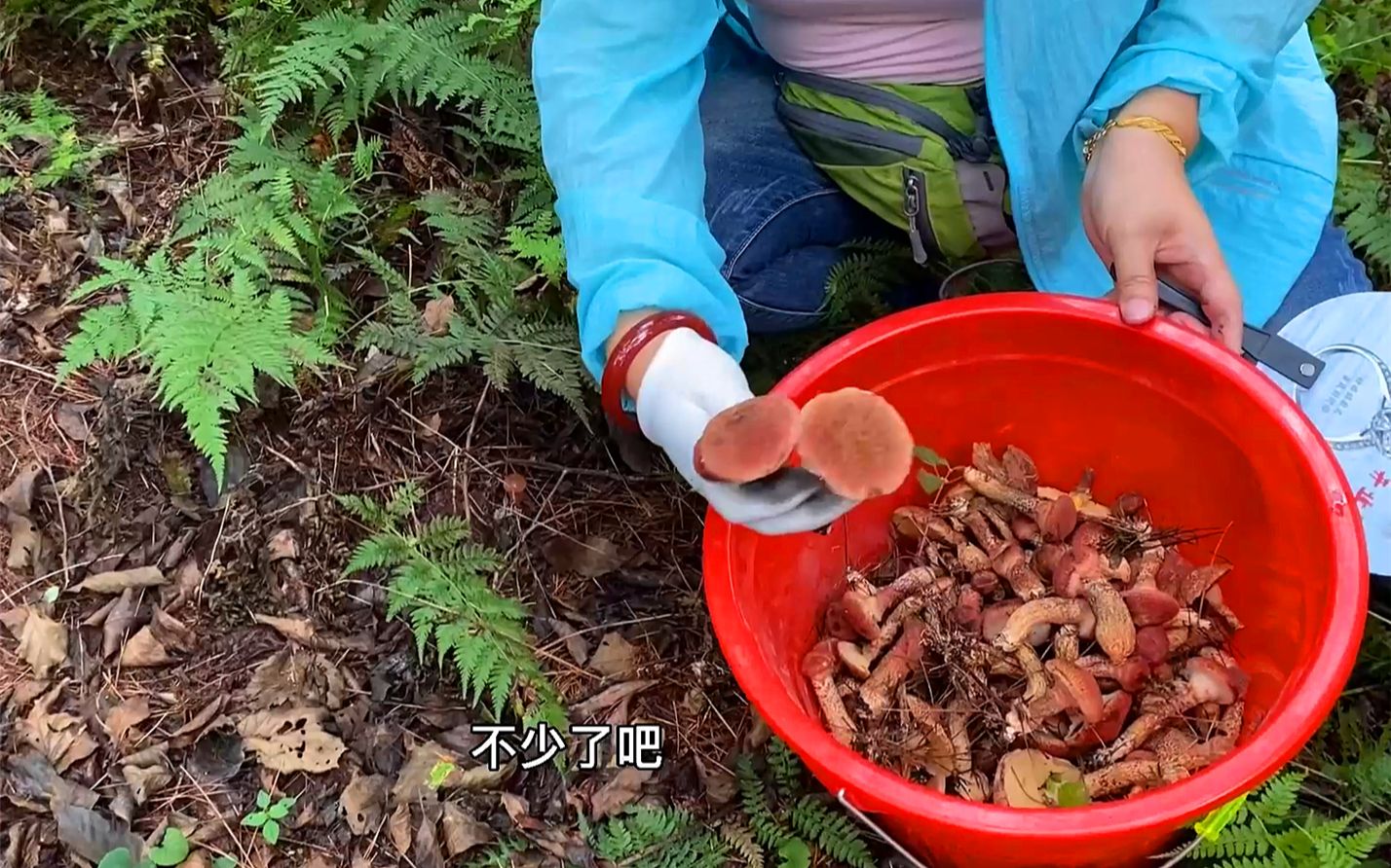 东北大山又出啥蘑菇?小遥带媳妇小姨子捡蘑菇,成片成片真过瘾