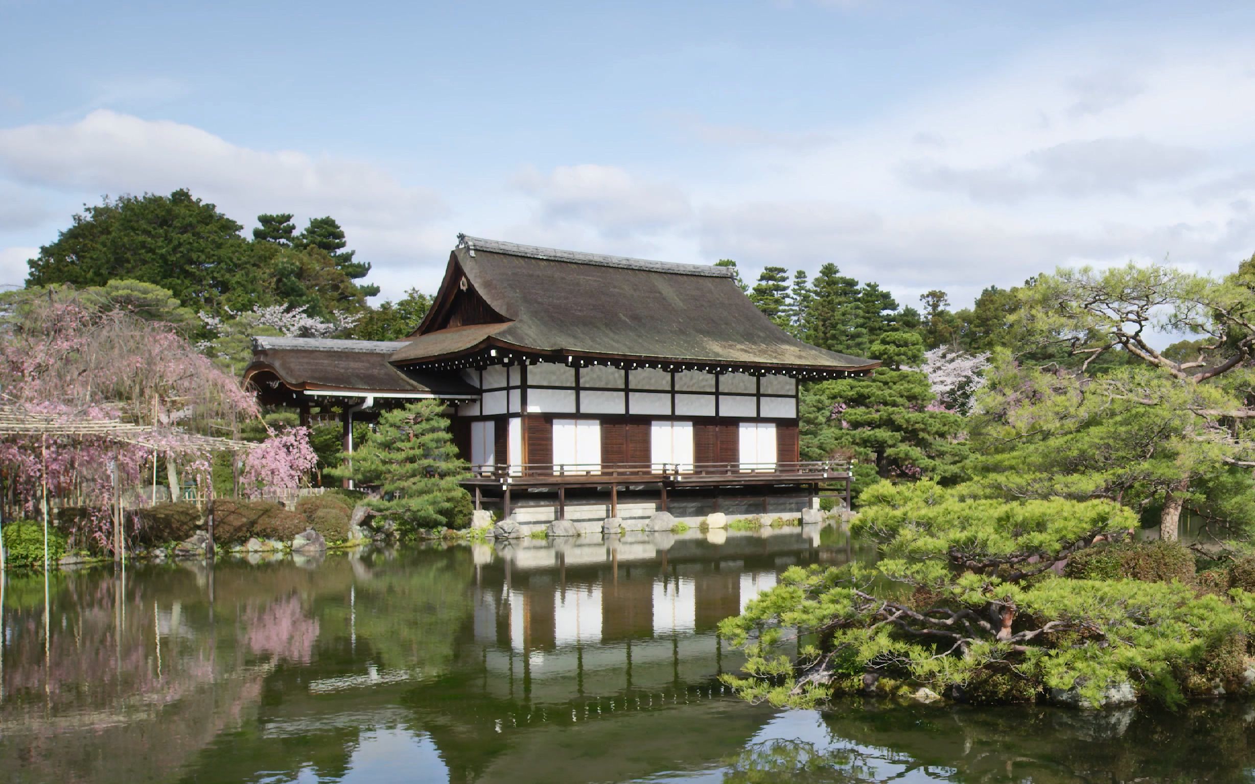 【京都】平安神宮樱花cherry blossoms at heian shrine