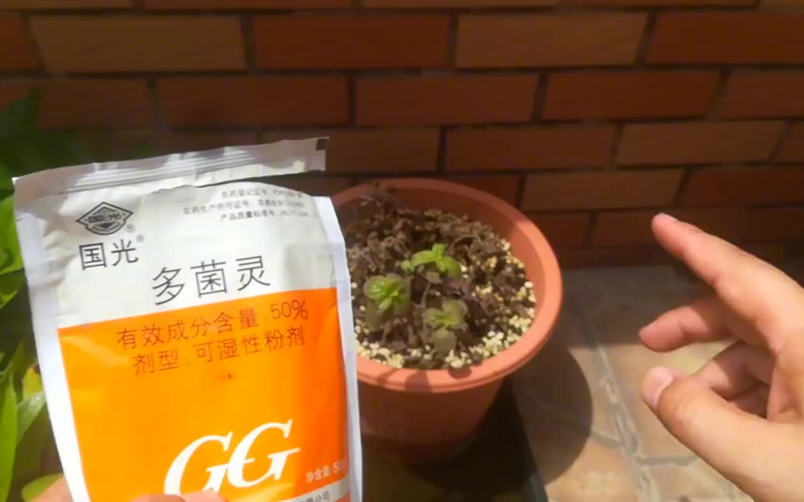 【阳台种菜】植物烂根怎么办?比“多菌灵”好的杀菌剂,教你这样用哔哩哔哩bilibili