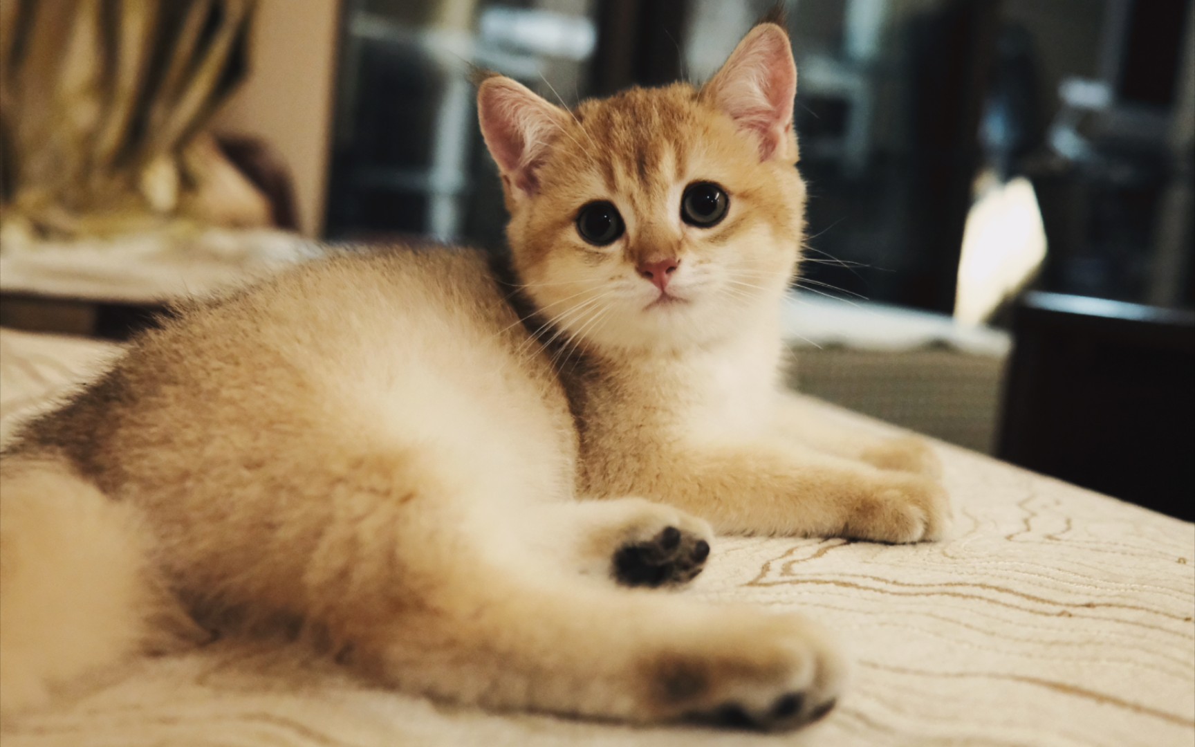 刚睡醒的小奶猫撒娇～这谁顶得住啊!