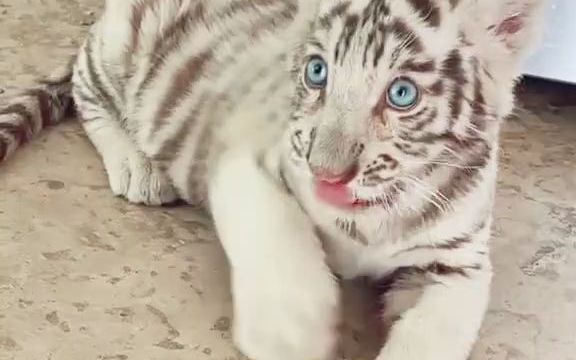【老虎】白虎小宝宝的大眼睛!真的好好看!