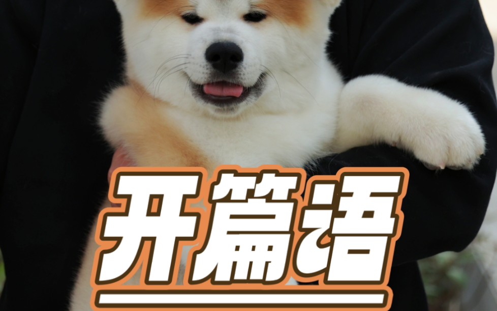 秋田犬百科全书来啦哔哩哔哩bilibili