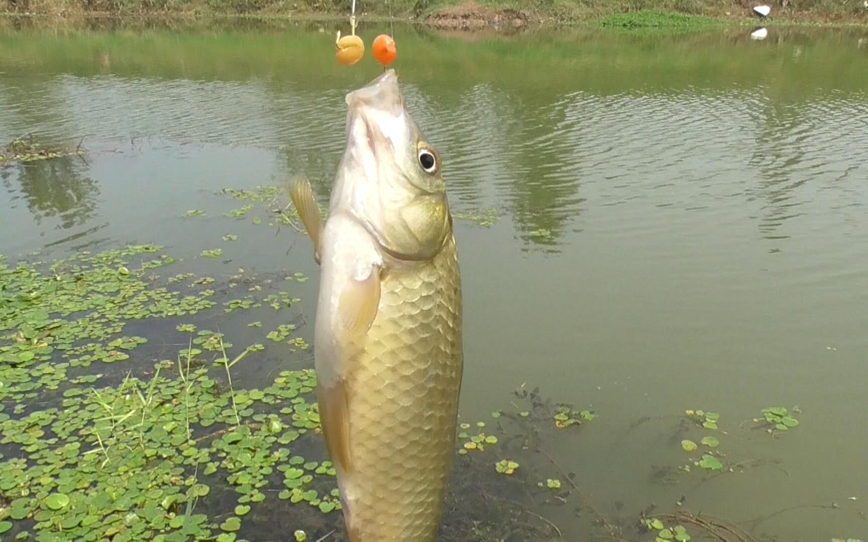 夏季高温闹小鱼怎么办,试试用麦粒钓鱼,上钩全是黄金大板鲫!