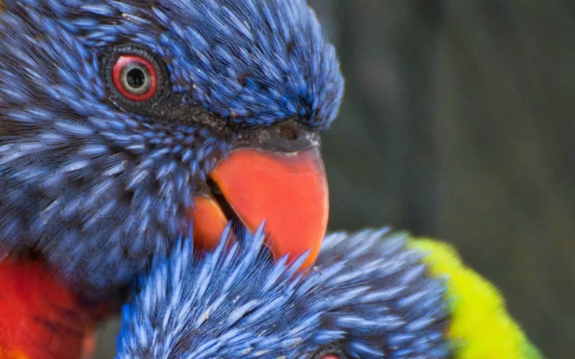 the marías hush 伴奏 高音质和声伴奏