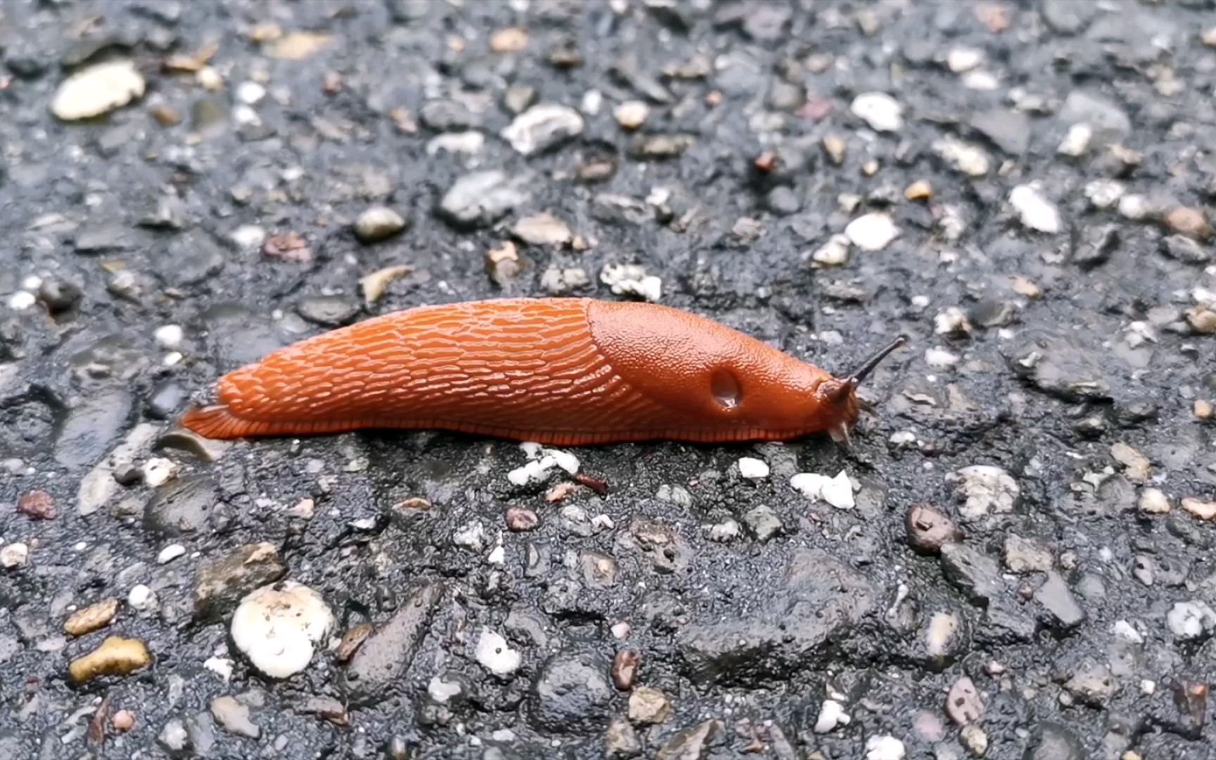记路上常见两种蛞蝓(恐软体者勿点!)_哔哩哔哩_bilibili